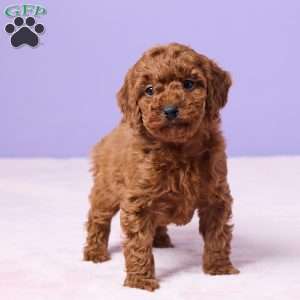 Myla, Miniature Poodle Puppy